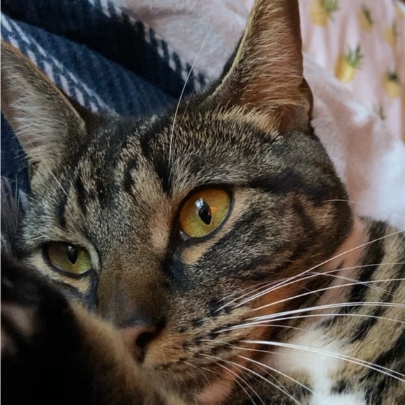 Meet your Posher, Phoebe - Picture 1 of 1